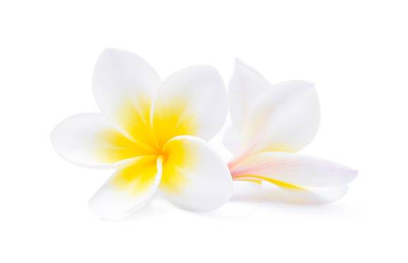 Blumen
